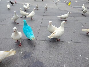 广场上的蓝白相间鸽子群