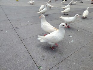 广场上的白鸽群聚