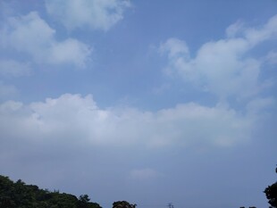 蓝天白云下的葱郁树林