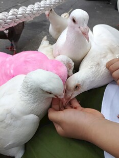 手喂白鸽