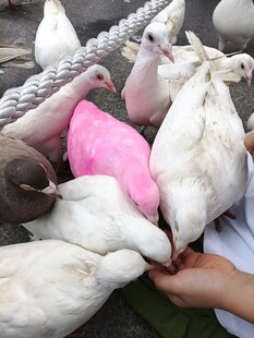 手喂鸽子的温馨瞬间