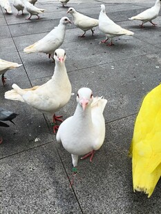 广场上的白鸽