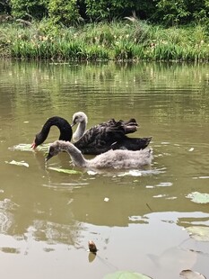 黑天鹅在水中优雅游动