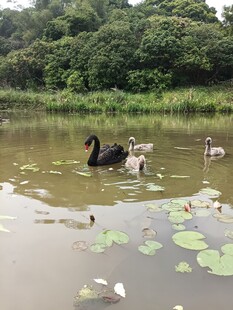 湖畔黑天鹅与野鸭共游