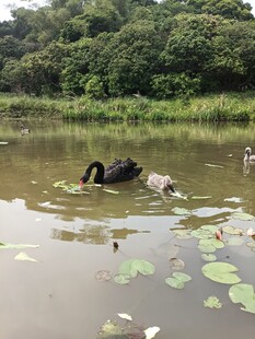 湖面上的黑天鹅与水鸟