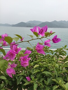 湖畔绽放的娇艳三角梅