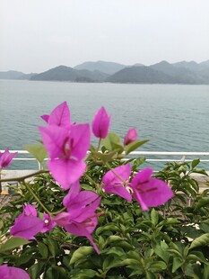 海边绽放的艳丽三角梅