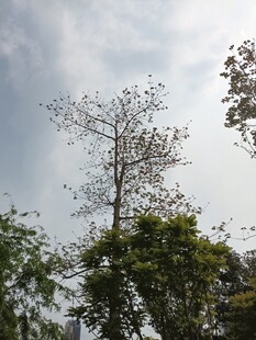 蓝天绿树间的挺拔树木