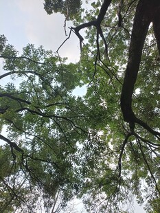 仰视繁茂树枝与天空