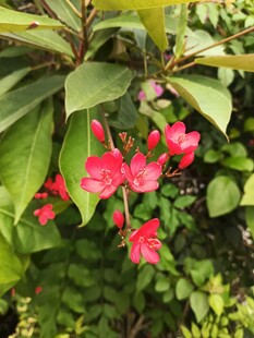 娇艳红花伴绿叶