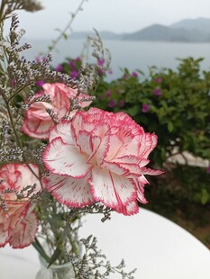 绽放的粉白花卉