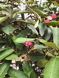 绿叶间绽放的娇艳红花