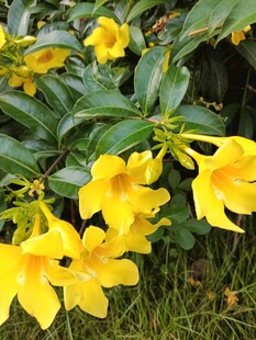 绽放的黄色飘香藤花朵