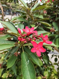 娇艳红花朵与翠绿叶片