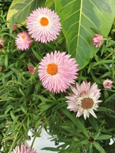 粉色雏菊绽放绿叶间