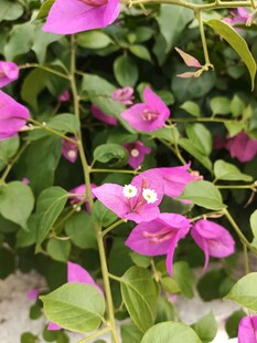 娇艳三角梅绽放