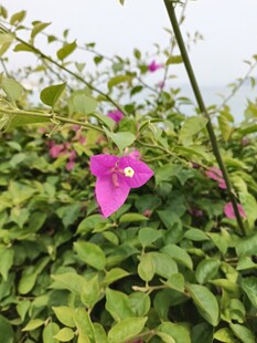 绿叶丛中绽放的娇艳粉花