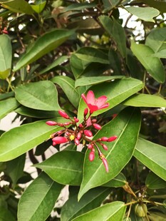 绿叶间的娇艳红花