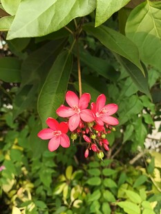 娇艳红花朵绽于绿叶间