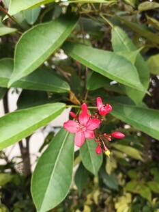 绿叶间的娇艳红花