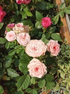 娇艳盛放的多彩玫瑰花