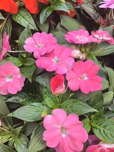 娇艳粉色凤仙花绽放