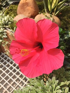 娇艳朱槿花绽放