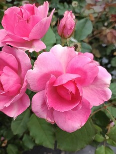 娇艳粉色月季花