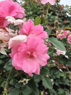 娇艳粉色月季花绽放