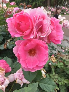 娇艳粉色月季花绽放