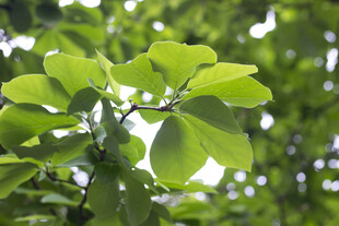 白玉兰枝叶特写