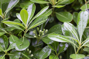 翠绿海桐叶特写