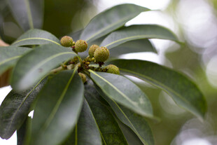 枝头绿叶间的青涩杨梅果实