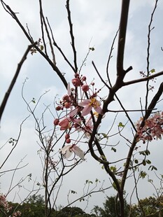 枝头绽放的粉嫩花朵