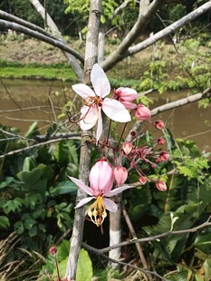 枝头绽放的美丽玉兰花