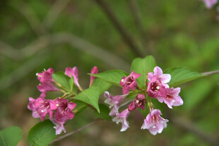 娇艳锦带花绽放枝头