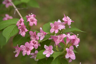 娇艳粉色小花绽放枝头