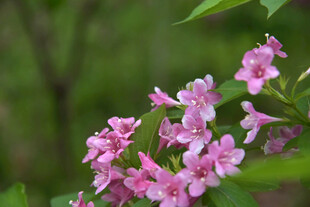 粉色小花绽放绿叶间