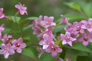 粉色锦带花绽放