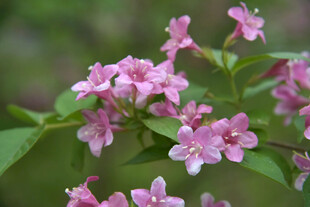粉色小花绽放枝头