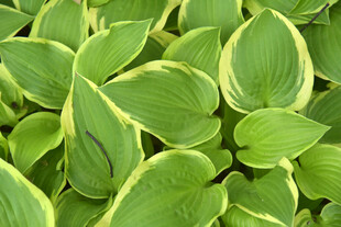 金边玉簪绿叶特写