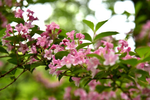 粉色繁花绽放枝头