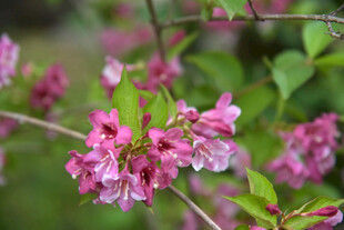 粉色锦带花绽放枝头