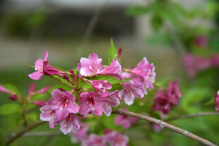 娇艳粉色花朵绽放枝头