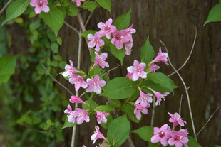 粉色花朵攀爬于绿叶间