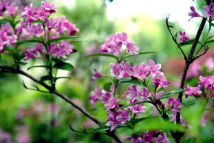 娇艳粉花绽放枝头