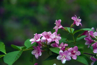 娇艳粉花绽放绿叶间