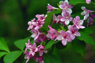 粉色繁花点缀翠绿枝叶