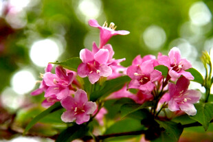 娇艳粉色花朵绽放枝头