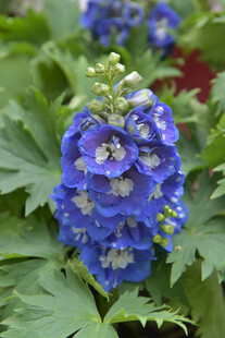 蓝色飞燕草绽放